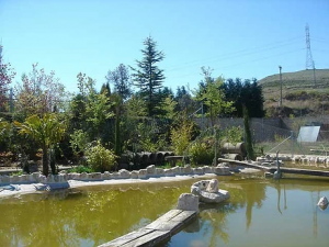 Jardín con estanque